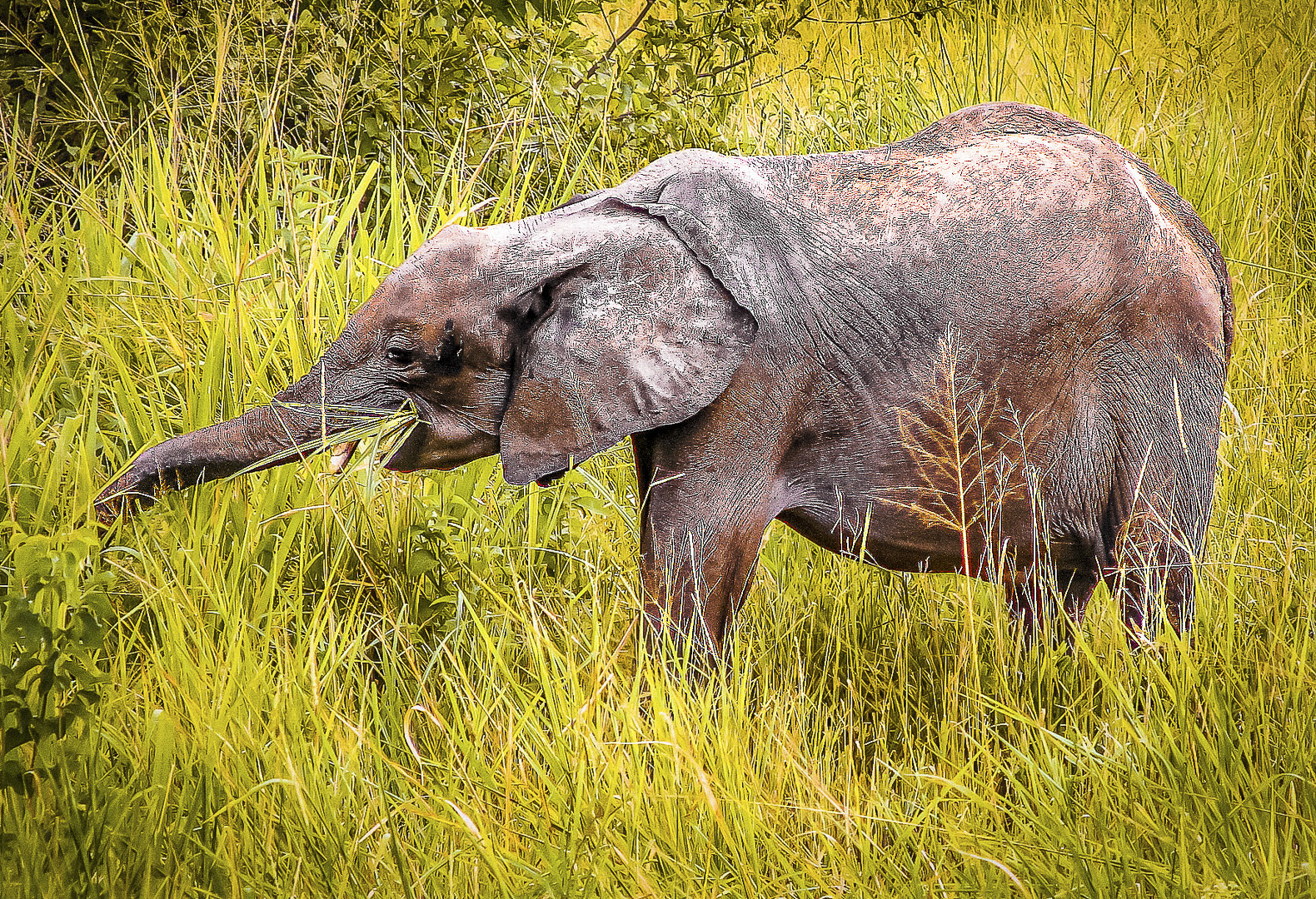 Linda Hilliard – Young Elephant in Tarangire – HM