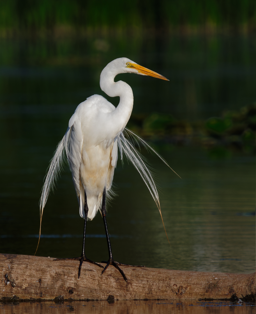 Michael Lemiski – White Egret In Mating Plumage – 1ST