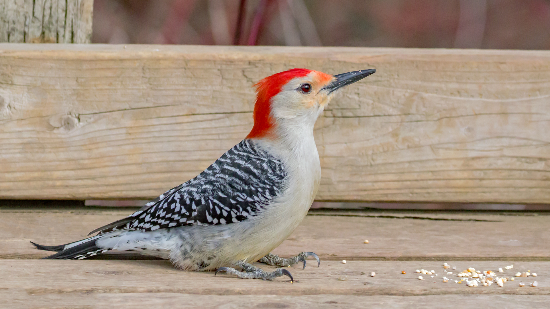 Sophie Matta – Red-bellied Woodpecker – 3RD