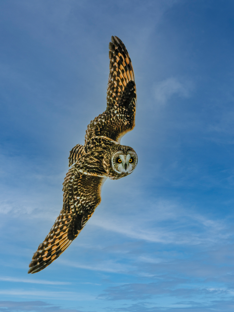 Vincent Filteau – Short-eared Owl in Flight – 3RD