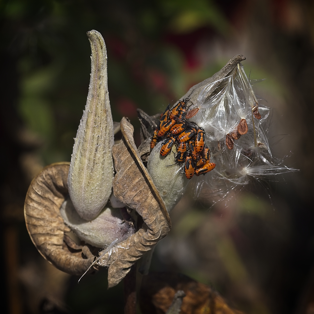 David Jackman – Large Milkweed Bug Nymphs – 2ND