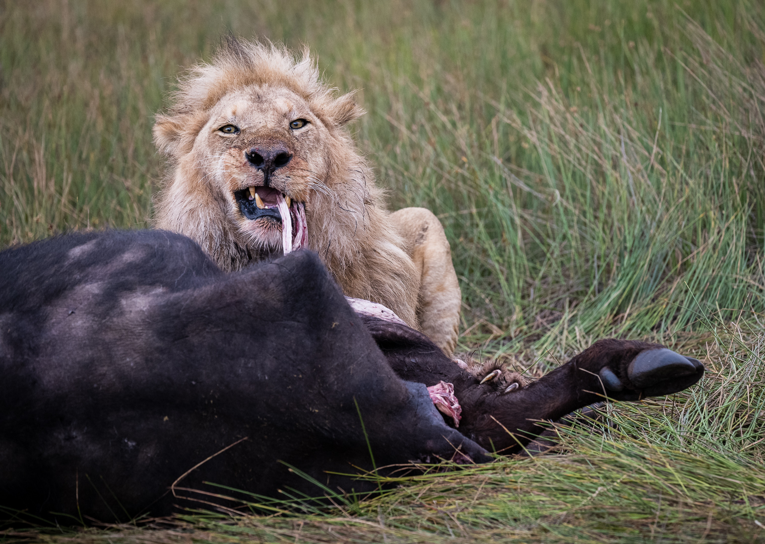 Jon Clarke – Lion Feeding on Cape buffalo – 3RD