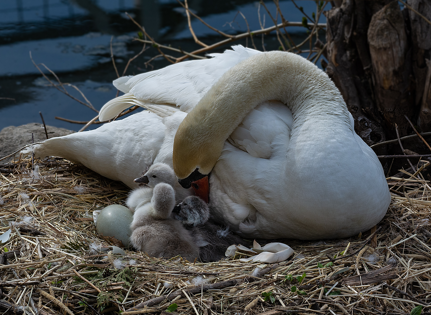 Kevin White – Mute Swan mothering chicks – 1ST
