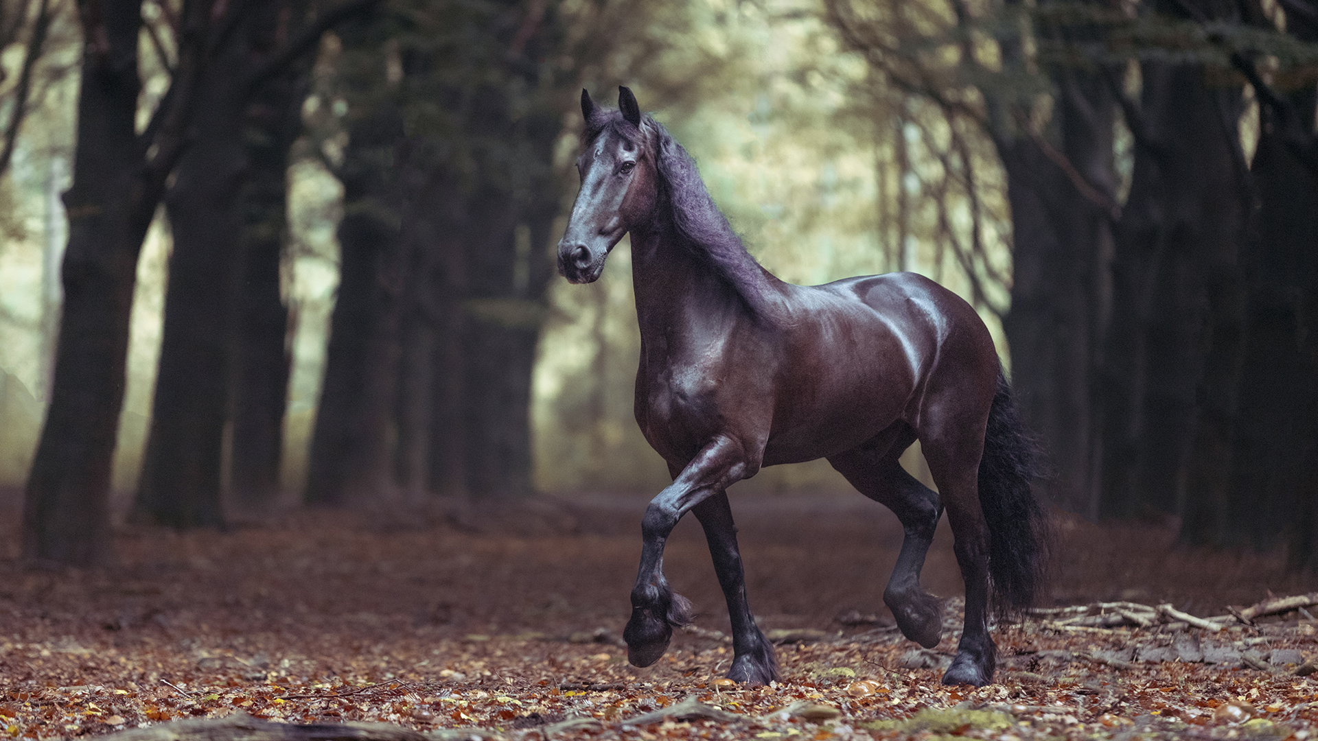 Linda Wiesner – a Friesian in the Forest – 1ST