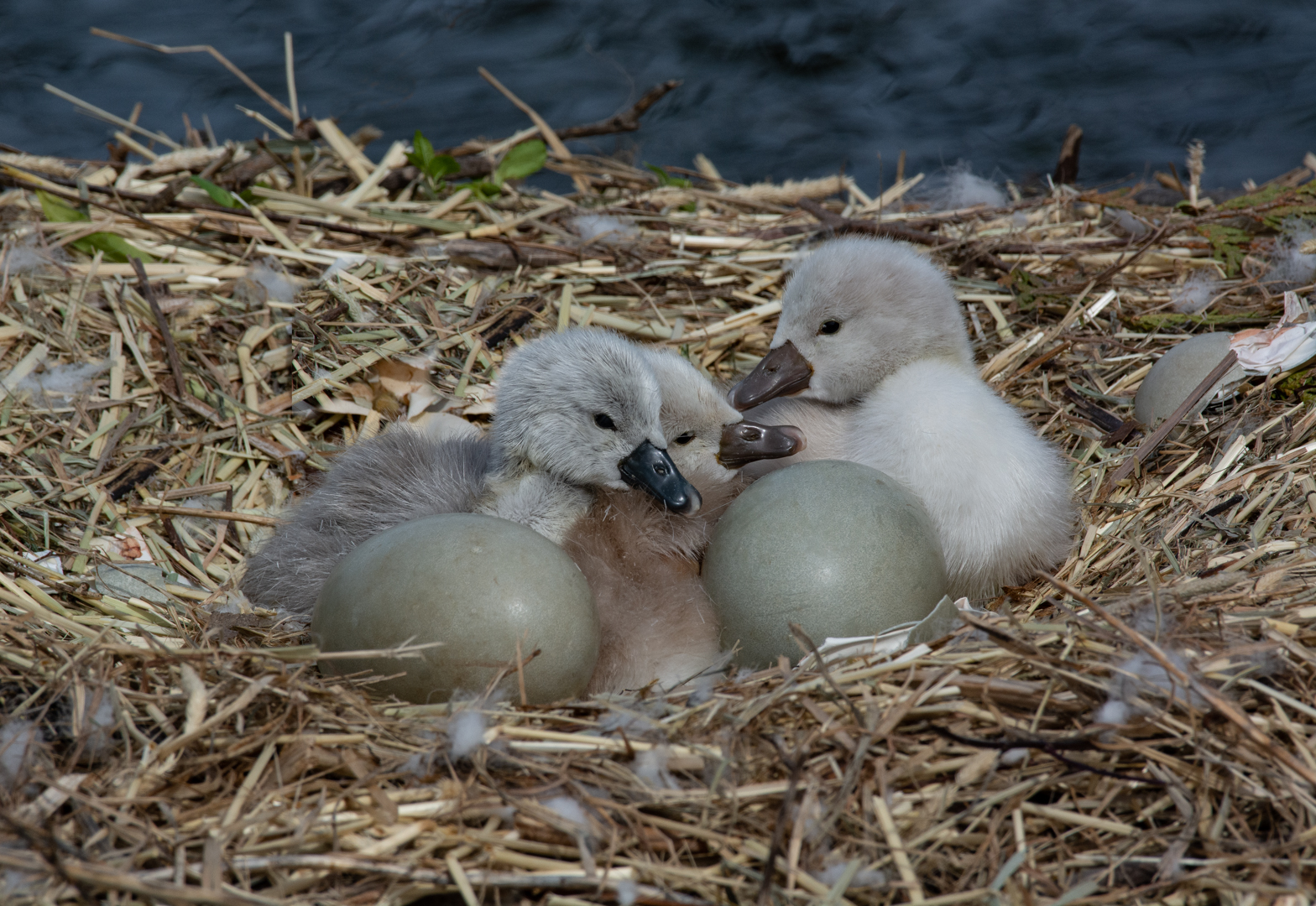 Kevin White – Mute Swan cygnets – 3RD