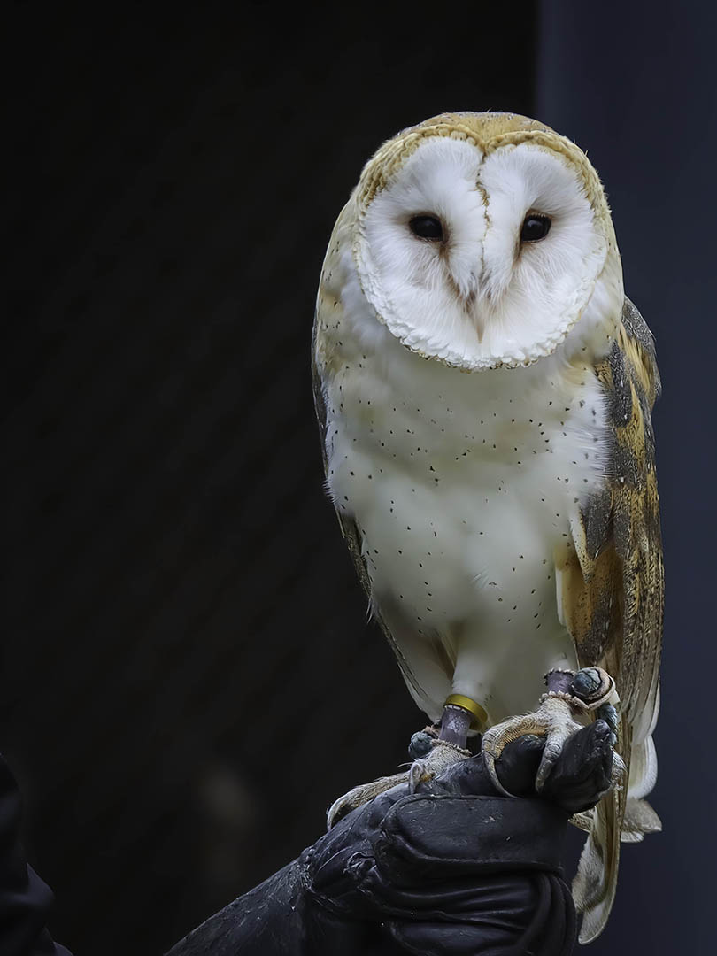 Andrew Forber – Barn Owl and Hand of Man – 1ST