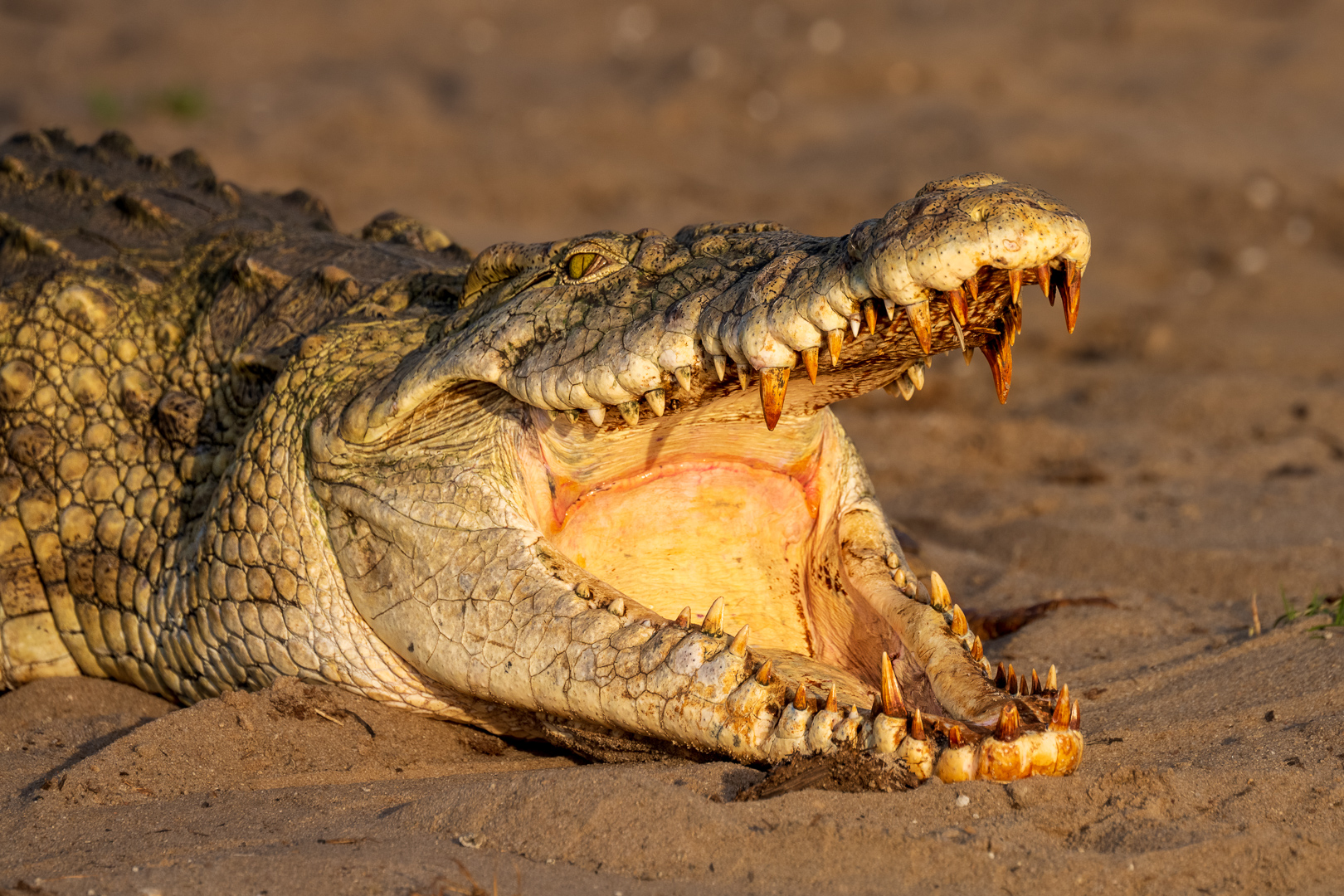 Jon Clarke – Nile Crocodile – 2ND