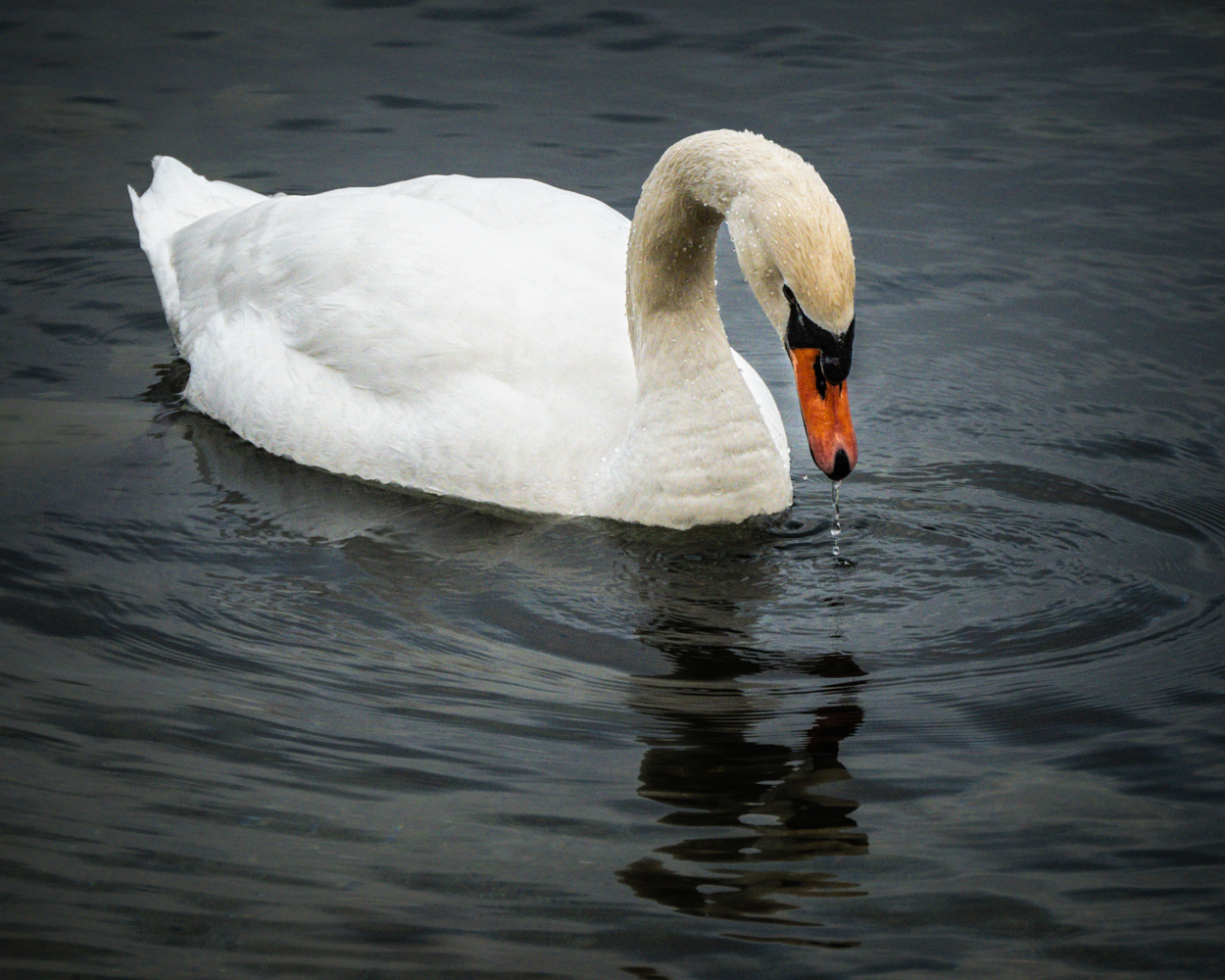 Paule Dion – Swan admiring her reflection – 3RD