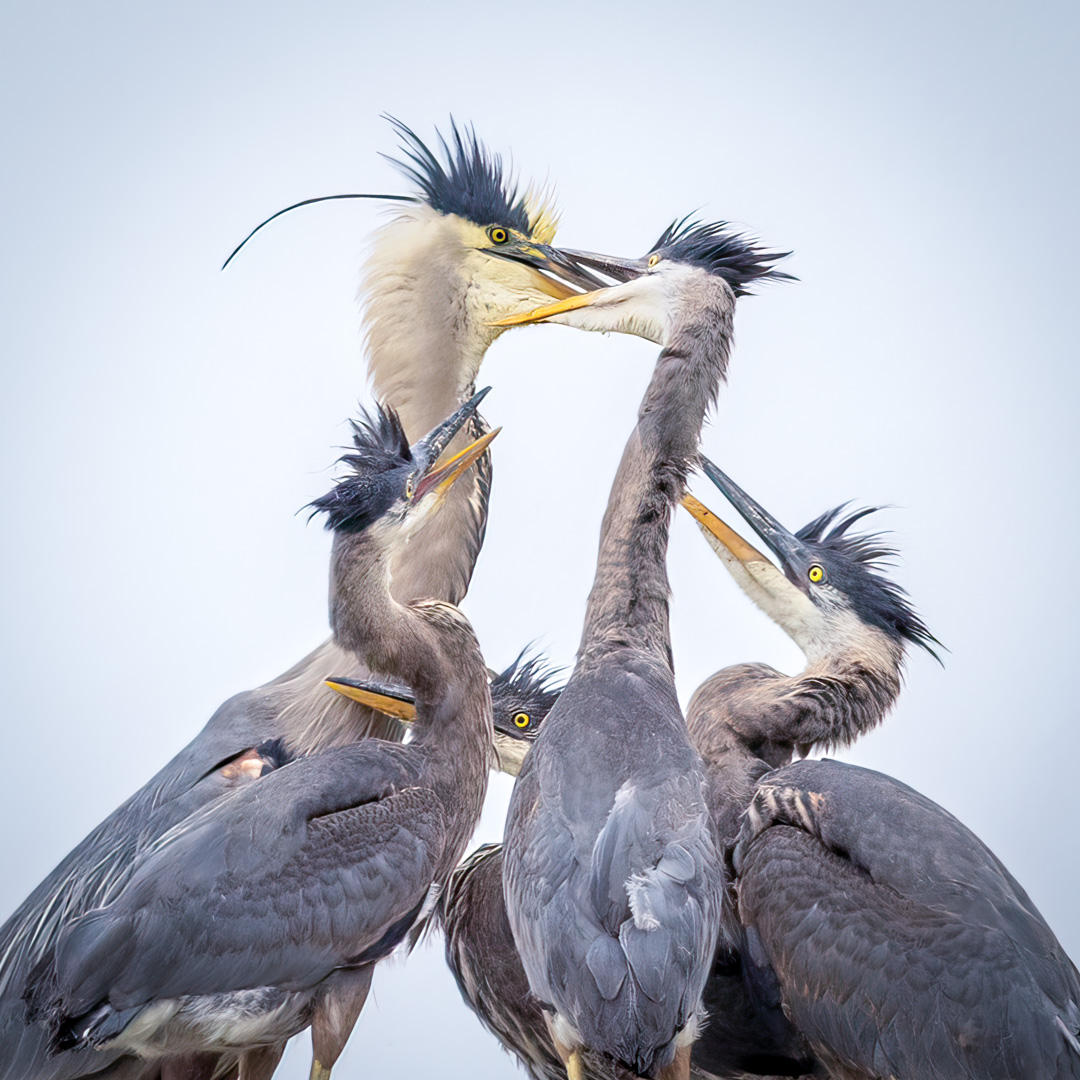 Andrew Forber – Pecking Order-Great Blue Heron – 1st