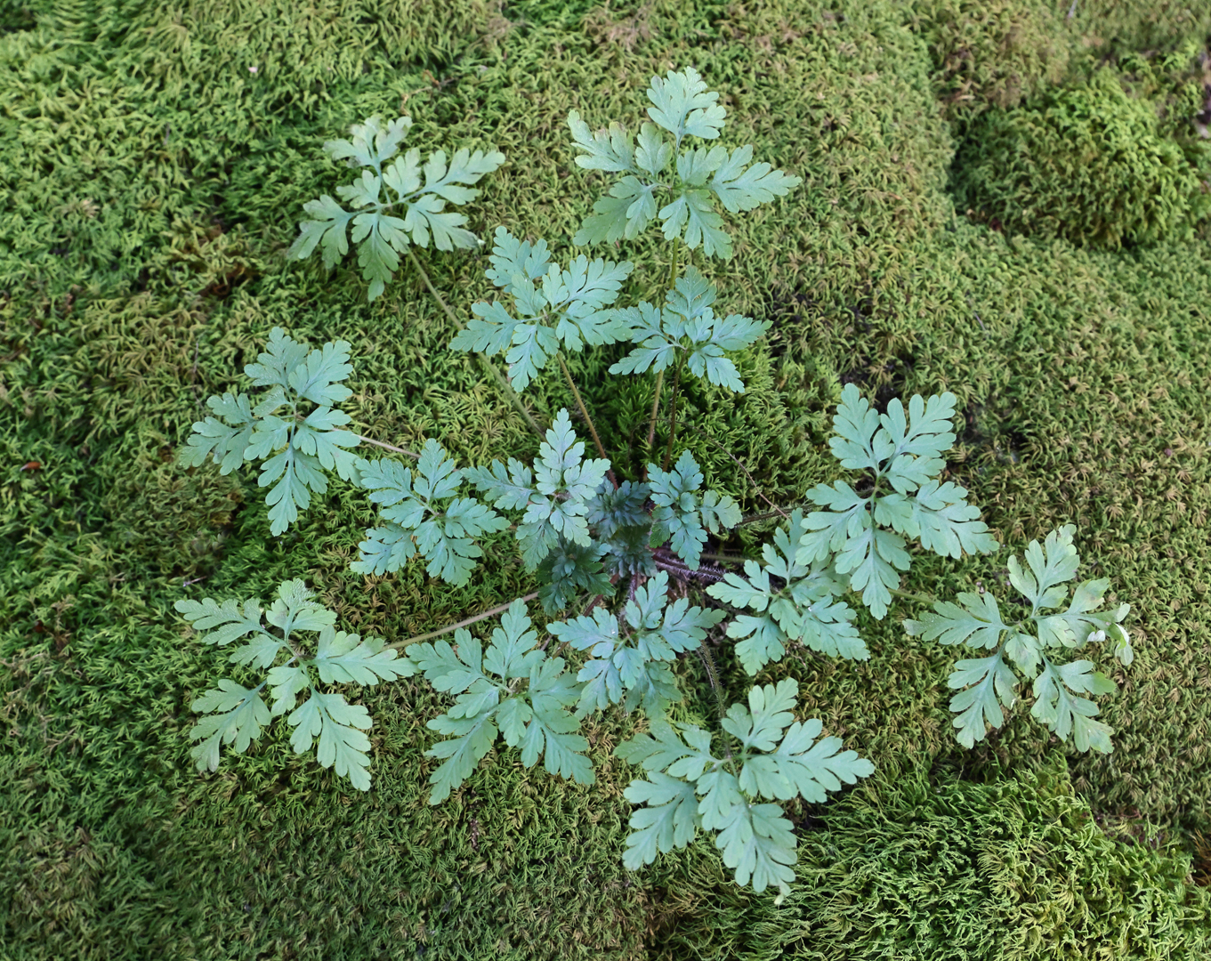 Cathleen MacDonald – Torquoise Plant on Moss – 3rd