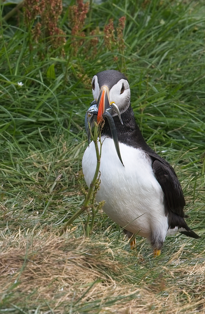 David Penty – Puffin with Sand Eels – 2nd