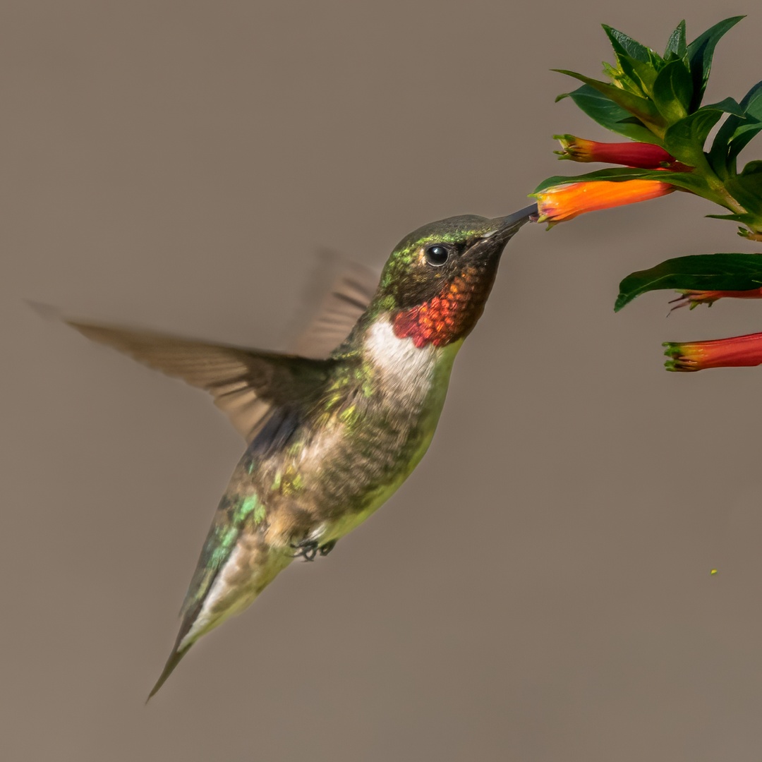 John (Giovanni) Colonna – Ruby Throated Hummingbird – 3rd