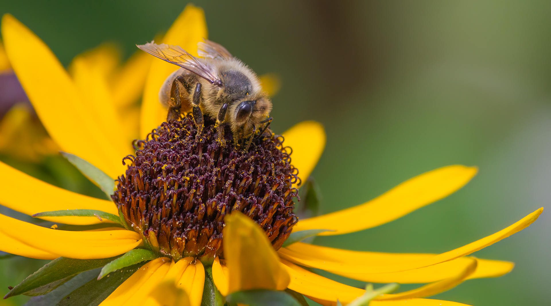 Patricia Griesser – Bumblebee feeding on rudbekia – 1st