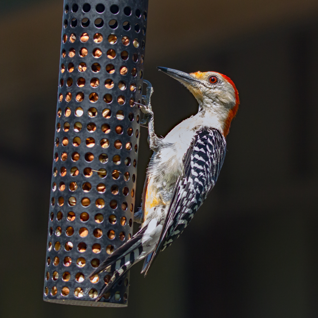 Sophie Matta – Hungry Red-Bellied Woodpecker – HM